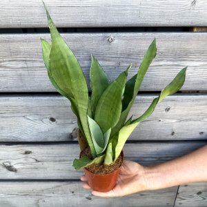 Sansevieria trifasciata (Svokrin jazyk) ´MOONSHINE´ - kont. C1L, výška 35-40 cm